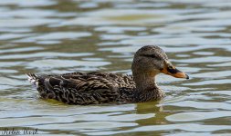 20180324Mexican Duck-RLW_5817.jpg