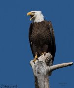 20180318Bald Eagle-RLW_5394.jpg