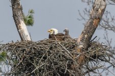 20180404Bald Eagle-RLW_6093.jpg