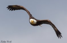 20180404Bald Eagle-RLW_6178.jpg
