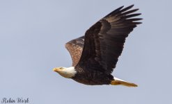 20180404Bald Eagle-RLW_6185.jpg