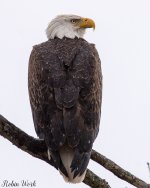 20190210Bald Eagle-RLW_7707.jpg