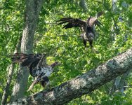20240502Bald Eagle-RD5_0036-Edit.jpg