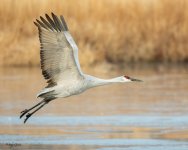 SandhillBankTurn-249.jpg