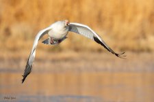SnowGooseFlight-246.jpg