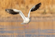 SnowGooseFlight-247.jpg