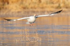 SnowGooseFlight-248.jpg