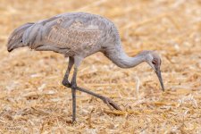 SandhillForaging-246.jpg