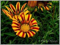 DSC__WLP_0001-158.jpg