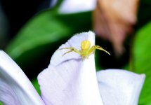 macro 013.jpg
