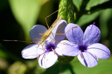 DSC_1633.jpg