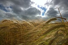 wheat1_zpsff468f1d.jpg wheat1_zpsff468f1d.jpg