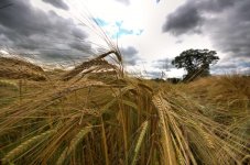 wheat3_zpscaf9e5e2.jpg wheat3_zpscaf9e5e2.jpg