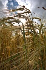 wheat2_zps9d1a8f83.jpg wheat2_zps9d1a8f83.jpg
