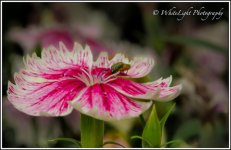 DSC__WLP_0001-164.jpg