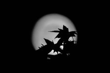 BlueMoon3.jpg