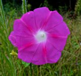 Purpledy Flower.jpg