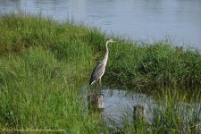 DSC_4698.jpg