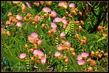 Day233Flowers.jpg