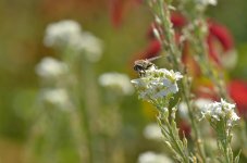 compound flower w bee.jpg