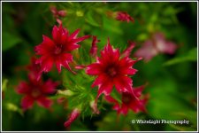 DSC__WLP_0001-165.jpg
