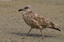 barnegatgull1.jpg barnegatgull1.jpg