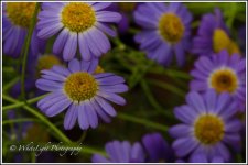 DSC__WLP_0001-167.jpg