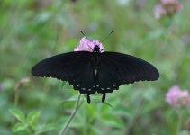 NC Butterfly 1.jpg