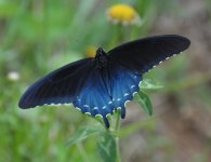 NC Butterfly2.jpg