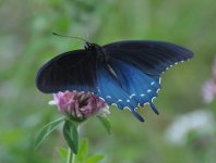 NCButterfly3.jpg