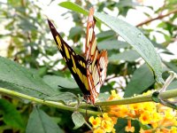 DSCN9763.jpg