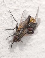 Flies mating.jpg