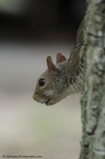 _DSC3285.jpg