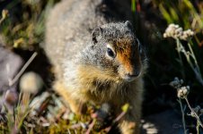 DSC_0733.jpg