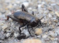 Cricket 2.jpg Cricket 2.jpg