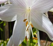 Hosta Bacon.jpg