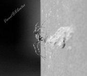 Spider in the dark - WM.jpg