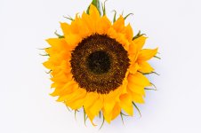 Sunflower-1.jpg