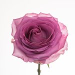 Flowers-2.jpg