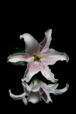 Flowers-3.jpg