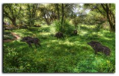 wild hoars HDR.jpg