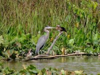 DSCN9152.jpg