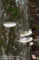 234 Shelf Fungus-130822_01.jpg