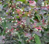 234 White Baneberry-130822-01_01.jpg