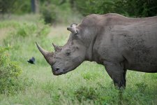 White Rhino.jpg White Rhino.jpg