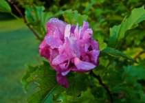 Dew Covered Rose of Sharon.jpg