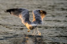 DSC_0877.jpg