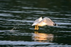 DSC_0888.jpg