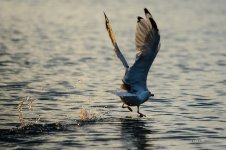 DSC_0895.jpg