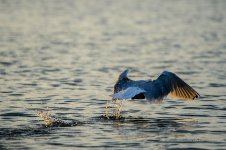 DSC_0897.jpg